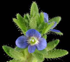 Attēlu rezultāti vaicājumam “Veronica arvensis flower”