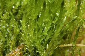 Attēlu rezultāti vaicājumam “Straminergon stramineum”