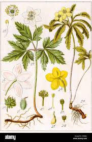 Attēlu rezultāti vaicājumam “Anemone ranunculoides flower”