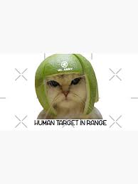Image result for limecat