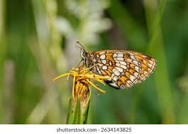 Attēlu rezultāti vaicājumam “Mellicta athalia”