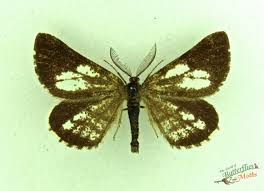 Attēlu rezultāti vaicājumam “Bupalus piniaria male”