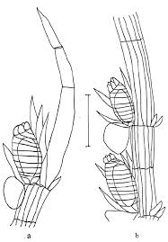Attēlu rezultāti vaicājumam “Chara contraria”