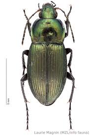 Attēlu rezultāti vaicājumam “Poecilus cupreus”