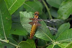 Attēlu rezultāti vaicājumam “Libellula fulva”