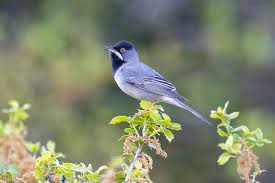 Image result for Sylvia rueppelli