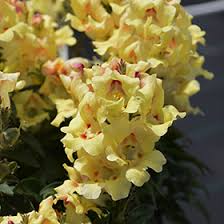Image result for Antirrhinum majus