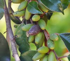 Attēlu rezultāti vaicājumam “Campylium chrysophyllum”