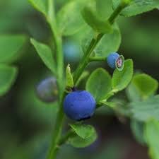 Attēlu rezultāti vaicājumam “Vaccinium uliginosum fruit”