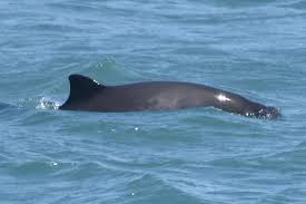 Image result for Phocoena phocoena