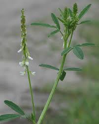 Attēlu rezultāti vaicājumam “Melilotus albus leaf”