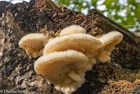 Attēlu rezultāti vaicājumam “Postia fragilis”