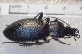 Attēlu rezultāti vaicājumam “Carabus coriaceus”