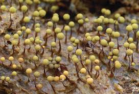 Attēlu rezultāti vaicājumam “Cribraria aurantiaca var. persoonii macro”