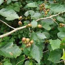 Attēlu rezultāti vaicājumam “Crataegus”