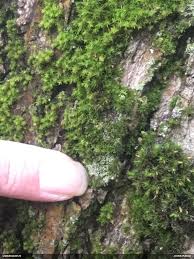 Attēlu rezultāti vaicājumam “Badhamiopsis scripta”