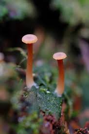 Attēlu rezultāti vaicājumam “Lichenomphalia umbellifera”