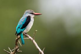 Image result for Kingfisher Twirling Team