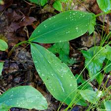 Attēlu rezultāti vaicājumam “Convallaria majalis leaf”