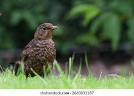 Attēlu rezultāti vaicājumam “Turdus merula juvenile”