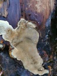 Attēlu rezultāti vaicājumam “Phellinus nigrolimitatus”