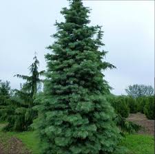 Attēlu rezultāti vaicājumam “Abies concolor”