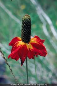 Image result for Ratibida columnifera