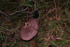 Attēlu rezultāti vaicājumam “Sarcodon imbricatum”