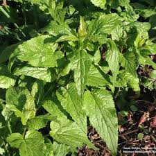 Attēlu rezultāti vaicājumam “Campanula rapunculoides leaf”