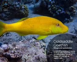 Image result for Parupeneus cyclostomus