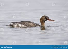 Attēlu rezultāti vaicājumam “Mergus merganser juvenile”