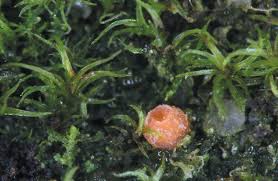 Attēlu rezultāti vaicājumam “Octosporella jungermanniarum”