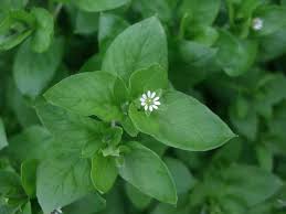 Attēlu rezultāti vaicājumam “Stellaria media flower”