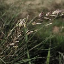 Attēlu rezultāti vaicājumam “Poa nemoralis”