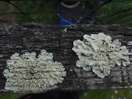 Attēlu rezultāti vaicājumam “Flavoparmelia caperata”