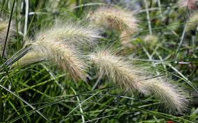 Attēlu rezultāti vaicājumam “Gramineae”