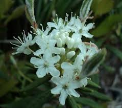 Attēlu rezultāti vaicājumam “Andromeda polifolia leaf”