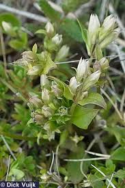 Attēlu rezultāti vaicājumam “Gentianella amarella”