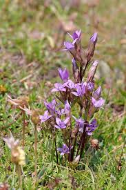 Attēlu rezultāti vaicājumam “Gentianella campestris”