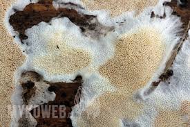 Attēlu rezultāti vaicājumam “Skeletocutis”