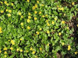 Attēlu rezultāti vaicājumam “Ficaria verna”