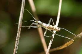 Attēlu rezultāti vaicājumam “Nabis limbatus”