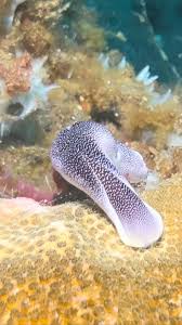 Attēlu rezultāti vaicājumam “Cephaloziella elachista macro”