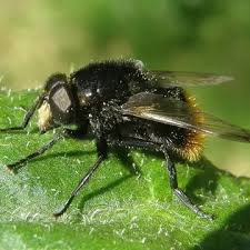 Attēlu rezultāti vaicājumam “Volucella bombylans”