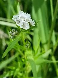 Attēlu rezultāti vaicājumam “Achillea salicifolia”