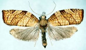 Attēlu rezultāti vaicājumam “Pandemis corylana”