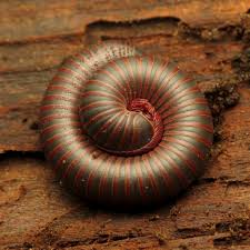 Attēlu rezultāti vaicājumam “Myriapoda”