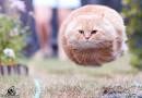 missile cat