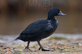 Attēlu rezultāti vaicājumam “Melanitta nigra male”