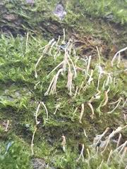 Attēlu rezultāti vaicājumam “Eocronartium muscicola”